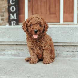Boy 1 - male Poodle puppy in Chandler, Illinois from J & J Miniature Poodles of Chandler