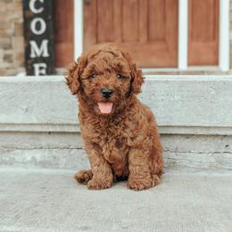 Boy 1 - male Poodle puppy in Chandler, Illinois from J & J Miniature Poodles of Chandler
