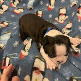 Girl 2 - Black brindle and white Boston Terrier puppy in Stover, Missouri from Boyd’s Boston Babies