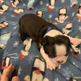 Girl 2 - Black brindle and white Boston Terrier puppy in Stover, Missouri from Boyd’s Boston Babies