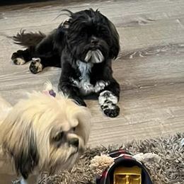 Shih Tzus from Country Shih Tzu