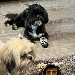 Shih Tzus from Country Shih Tzu