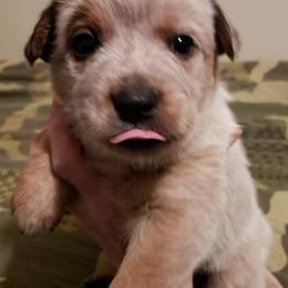 Australian Cattle Dog Puppies from Blue Coyote Ranch