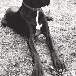 Great Dane Puppies from Dynamic Danes