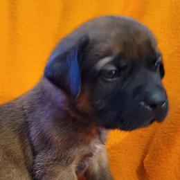 Mastiffs from BFG MASTIFFS