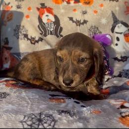 Shaded Red Brindle - Brindle male Dachshund puppy in Lubbock, Texas from It’s a Hot Mess