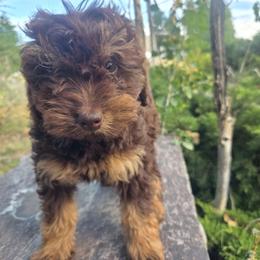 Mocha - Chocolate merle female Bernedoodle puppy in Boise, Idaho from Nesting Dolls