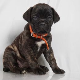 Cane Corso Puppies from Prestigious K9