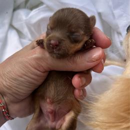 Biscuit - Chocolate merle male Pomeranian puppy in Somerset, Kentucky from Perez Pomeranians