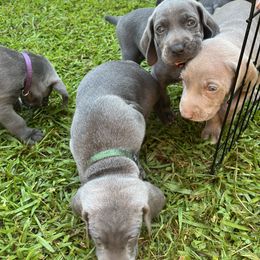 Weimaraner Puppies from Georgia Line Weimaraners