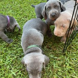 Weimaraner Puppies from Georgia Line Weimaraners