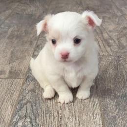 Rio - Cream male Chihuahua puppy in Menifee, California from Lane’s Little Long Coats