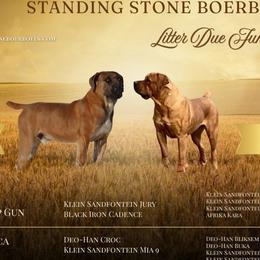 Female Pick 5 - Brown female Boerboel puppy in Laramie, Wyoming from Standing Stone Boerboels