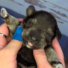 Blanche - Salt and pepper female Miniature Schnauzer puppy in Coarsegold, California from Halo Schnauzer