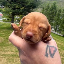 Lil KIM - Red female Dachshund puppy in Richwood, West Virginia from Wild and Wonderful Wieners