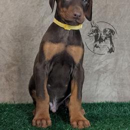 Male 1 - Yellow Collar - Red and rust male Doberman Pinscher puppy in Spencer, Indiana from Jackson's Dobermans