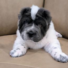 Zoloft - Blue male Chinese Shar-Pei puppy in Clarksville, Tennessee from Wrinkle Bum Shar-Pei