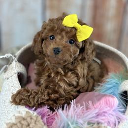 Cavalier King Charles Spaniel and Poodle Puppies from Cav.ish's Missouri Cavaliers and Poodles