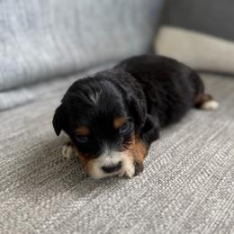 Boy 5 - Tri-color male Bernedoodle puppy in Spring Hill, Florida from Ohana Doodles