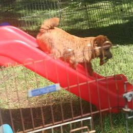 Norfolk Terrier and Norwich Terrier All Grown Up from Infinity Kennels