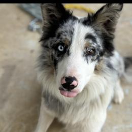 Koda - Border Collie
