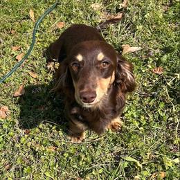 Tank - Dachshund