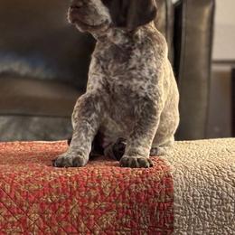 German Shorthaired Pointer Puppies from Endersgame GSPs