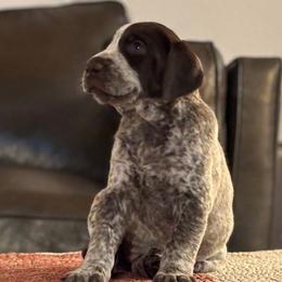 German Shorthaired Pointer Puppies from Endersgame GSPs