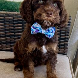 Frida - Chocolate female Australian Labradoodle puppy in Anderson, California from Shaggy Doodles