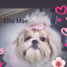 Ellie Mae - Shih Tzu
