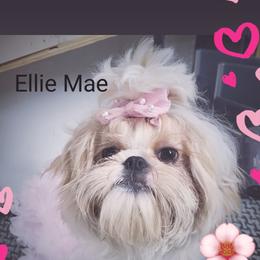 Ellie Mae - Shih Tzu