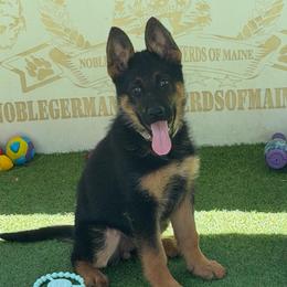 Female ready to go  3,425 - Black and tan female German Shepherd puppy in Hollis Center, Maine from Noble German Shepherds of Maine