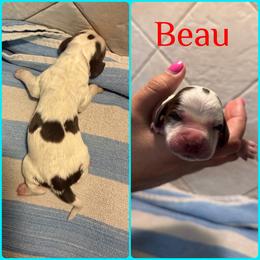 Beau - Liver white and tan male English Springer Spaniel puppy in Williston, Florida from Parks Paradise Springers