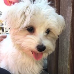 Charity - Maltese