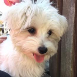 Charity - Maltese