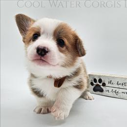 Harry - Red male Pembroke Welsh Corgi puppy in Kiowa, Colorado from Cool Water Corgis LLC