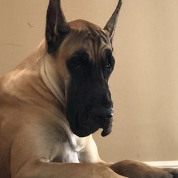 Great Danes from Absolute Sasdania