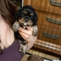 Valentino purple - Black and tan male Cavalier King Charles Spaniel puppy in Phoenix, Arizona from Larisa's Cavaliers