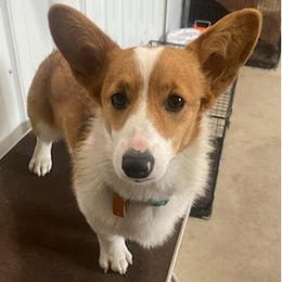 Pembroke Welsh Corgis from Tower Hill Corgis