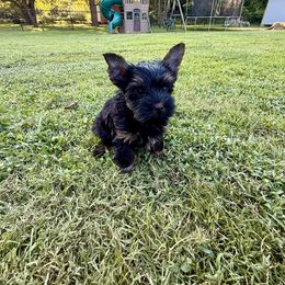 Brown collar - Black and tan male Yorkshire Terrier puppy in Dallas, North Carolina from Yorkie Fever