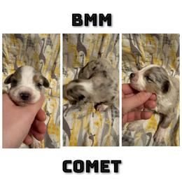 Comet - Blue tri male Toy Australian Shepherd puppy in Menan, Idaho from Teton Toy Aussies