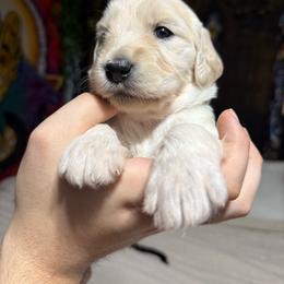Eliora (pastel purple) - Cream female Goldendoodle puppy in Portsmouth, Virginia from Hopping Howlers Ranch