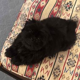 Male 1 - Black and white male Shih Tzu puppy in Mobile, Alabama from FluffyTail Shih Tzu