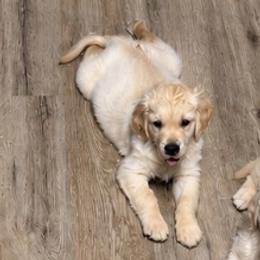 Charles - Golden male Golden Retriever puppy in Minerva, Ohio from Milligan Valley Golden Retrievers