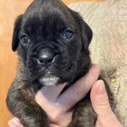 Boy 6 - Brindle male Boxer puppy in Cicero, New York from MK Boxer Haven of CNY