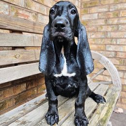 Pearl - Black female Colombian Fino Hound puppy in Kingston, Tennessee from Fino Hounds USA