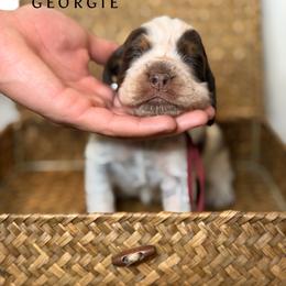 Georgie - Tri-Roan female English Springer Spaniel puppy in Brownsville, Texas from South Texas Springers