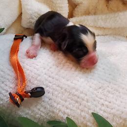 Miniature Australian Shepherd Puppies from Barnyard Mini Aussies