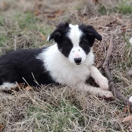 Border Collie Puppies from Bond Border Collies