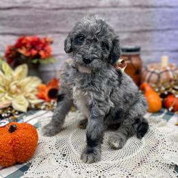 Smokey - Merle male Goldendoodle puppy in Lisbon, Ohio from Willow Lane Doodles